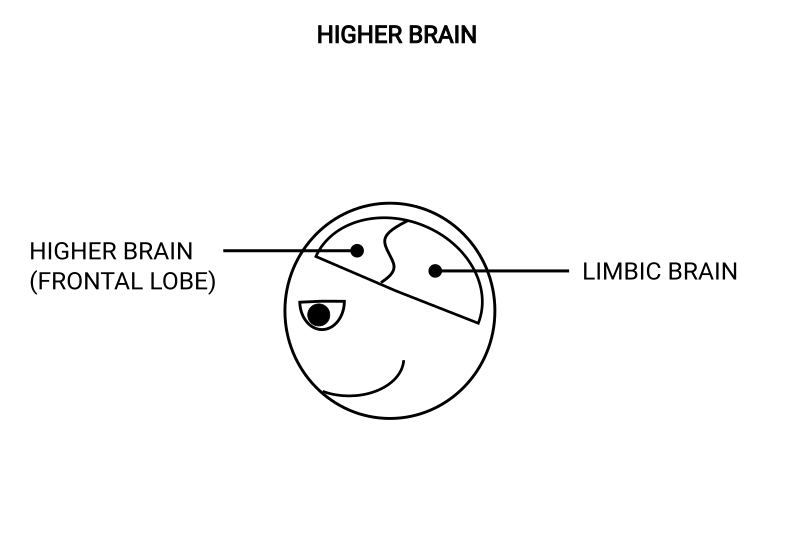 The higher brain and limbic brain shown within the head
