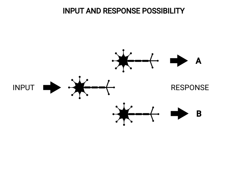 Different neural pathways allowing different responses to the same input