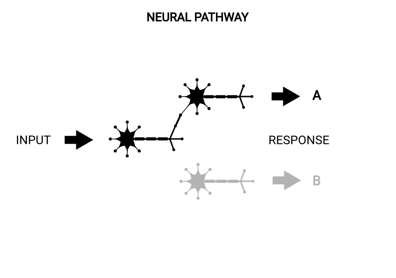 A neural pathway carrying an input towards a response